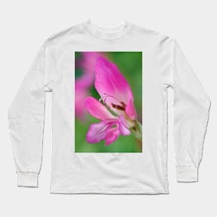 Gladiolus communis subsp. byzantinus  AGM  Byzantine gladiolus Long Sleeve T-Shirt